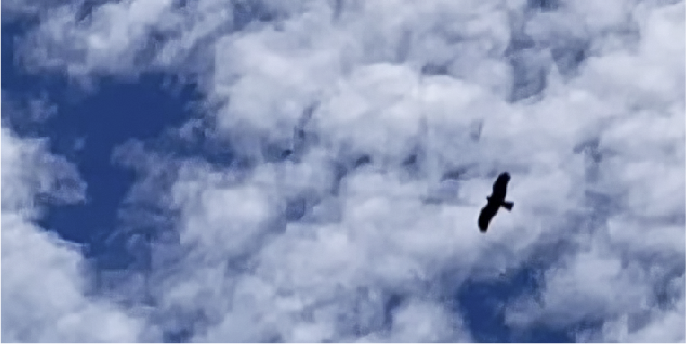 森の景色 空と鳥